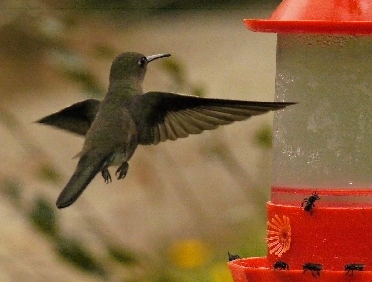 Sombre Hummingbird - ML223528651