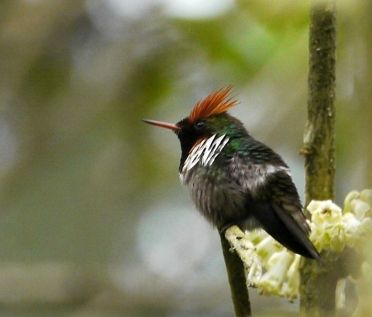 Frilled Coquette - ML223528821