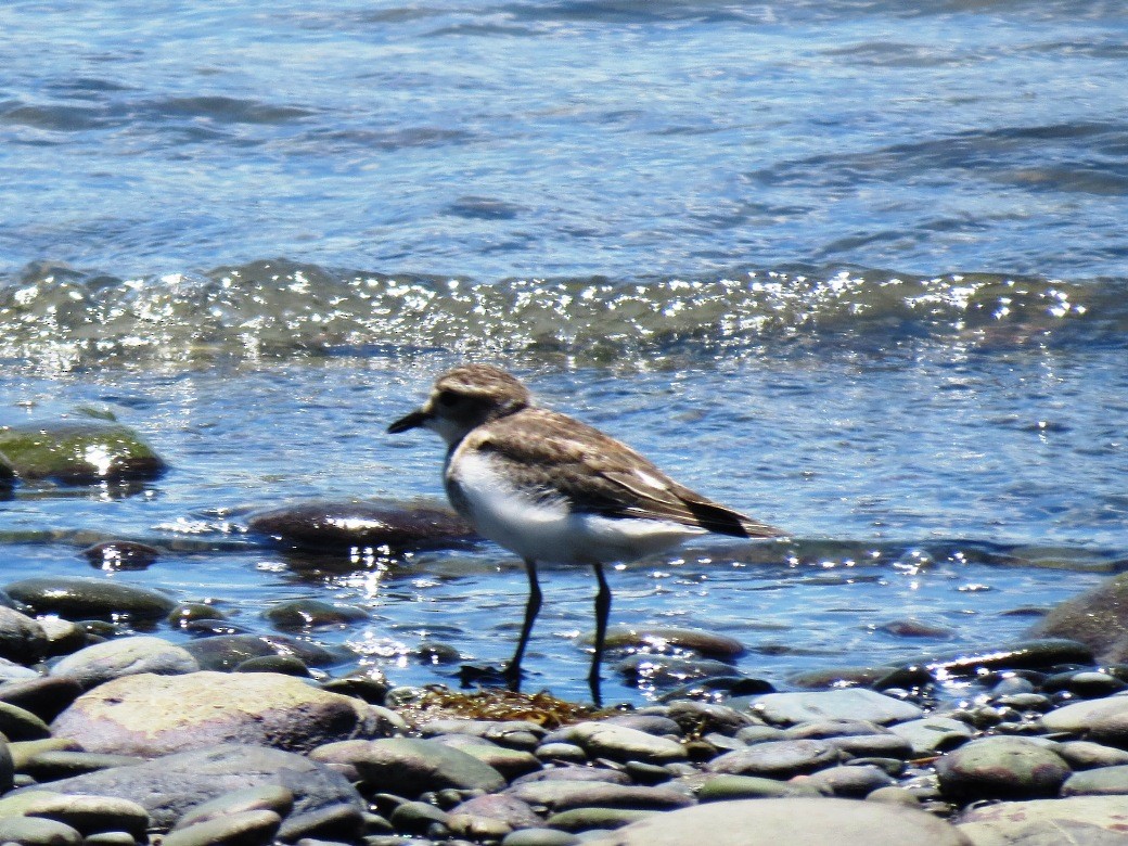 Double-banded Plover - Dougal MacKenzie