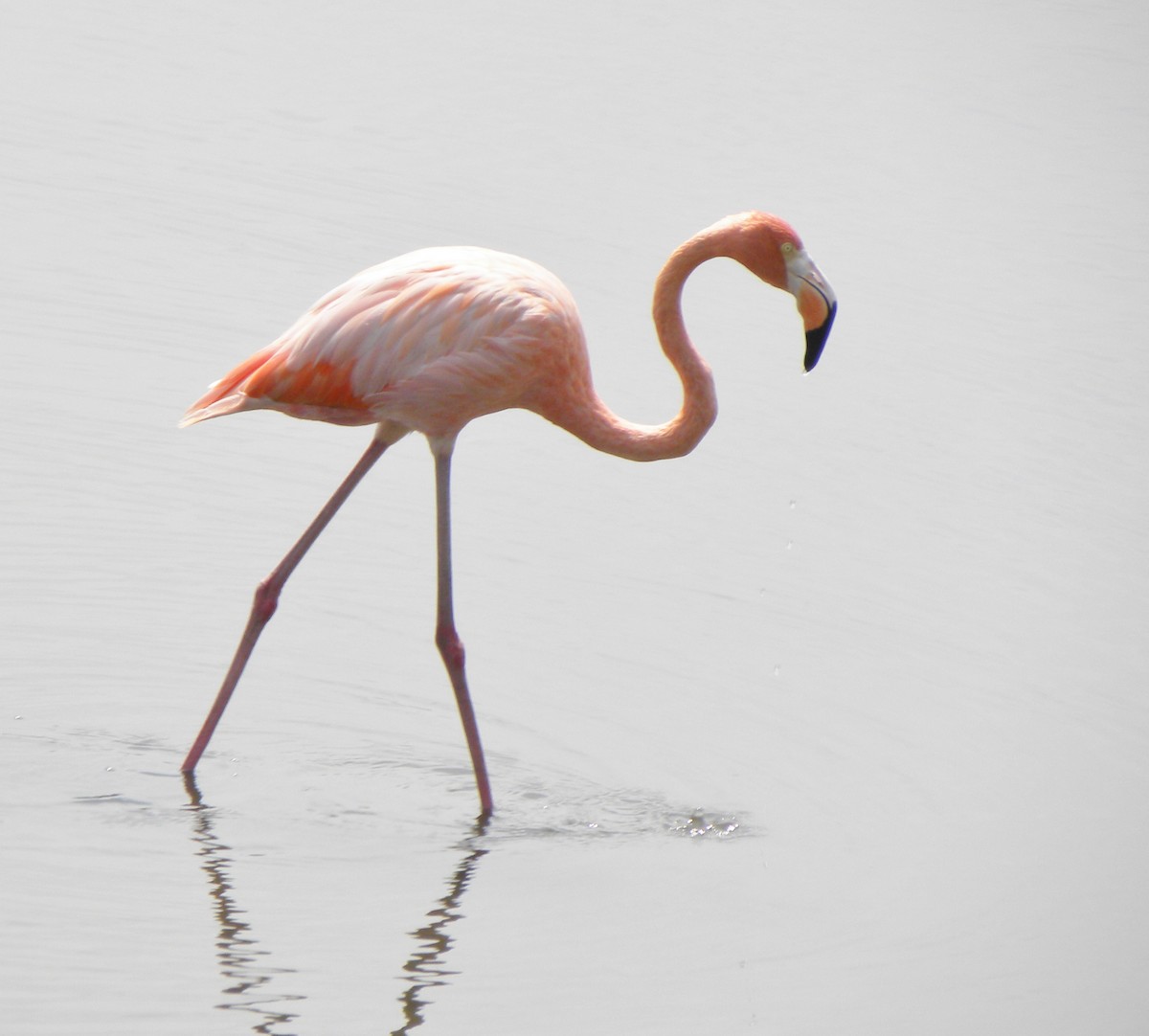 American Flamingo - Roseanna Denton