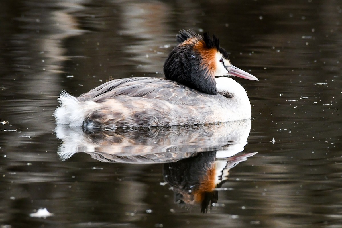 Great Crested Grebe - ML223531881