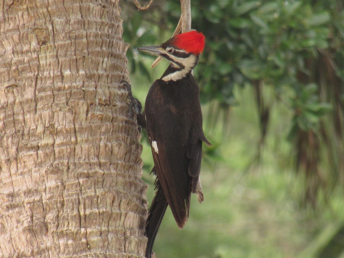 Pileated Woodpecker - ML223534171