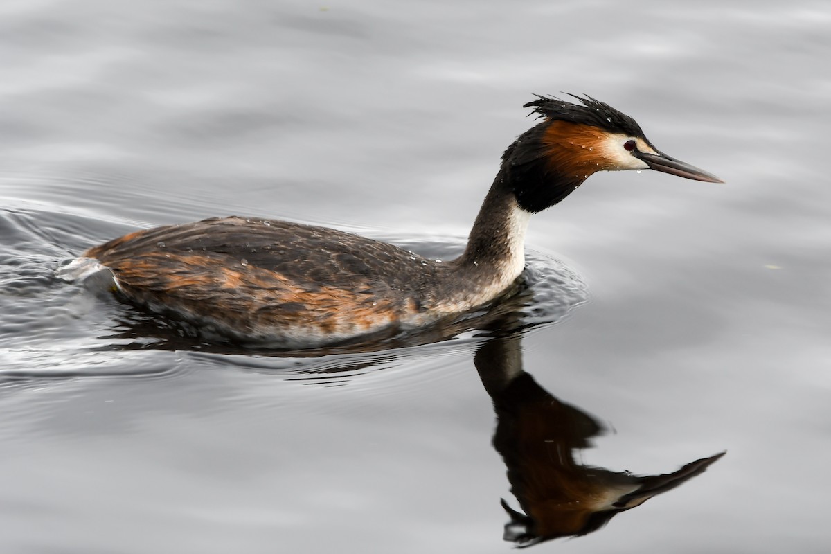 Great Crested Grebe - ML223534961
