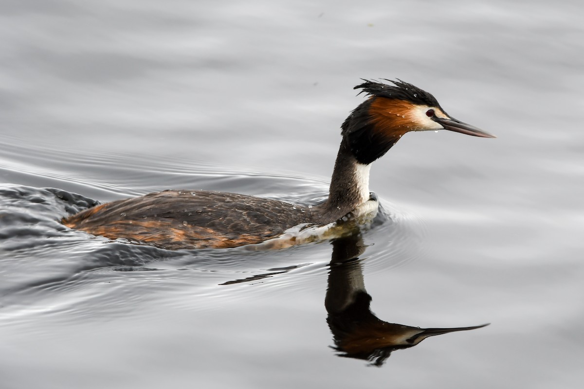 Great Crested Grebe - ML223535301