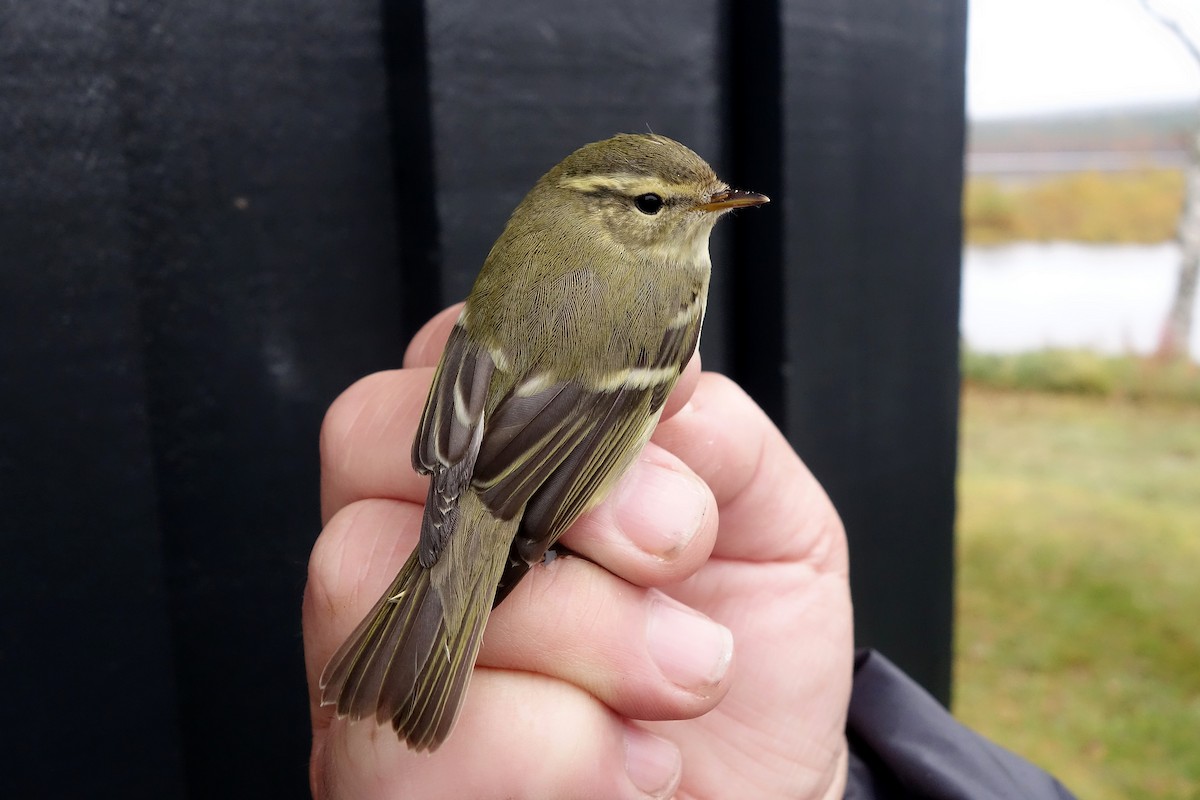 Yellow-browed Warbler - ML223539061