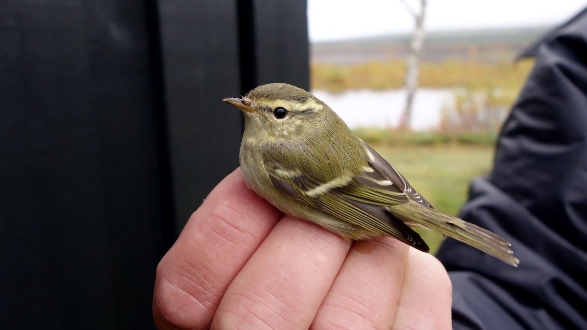 Yellow-browed Warbler - ML223539101