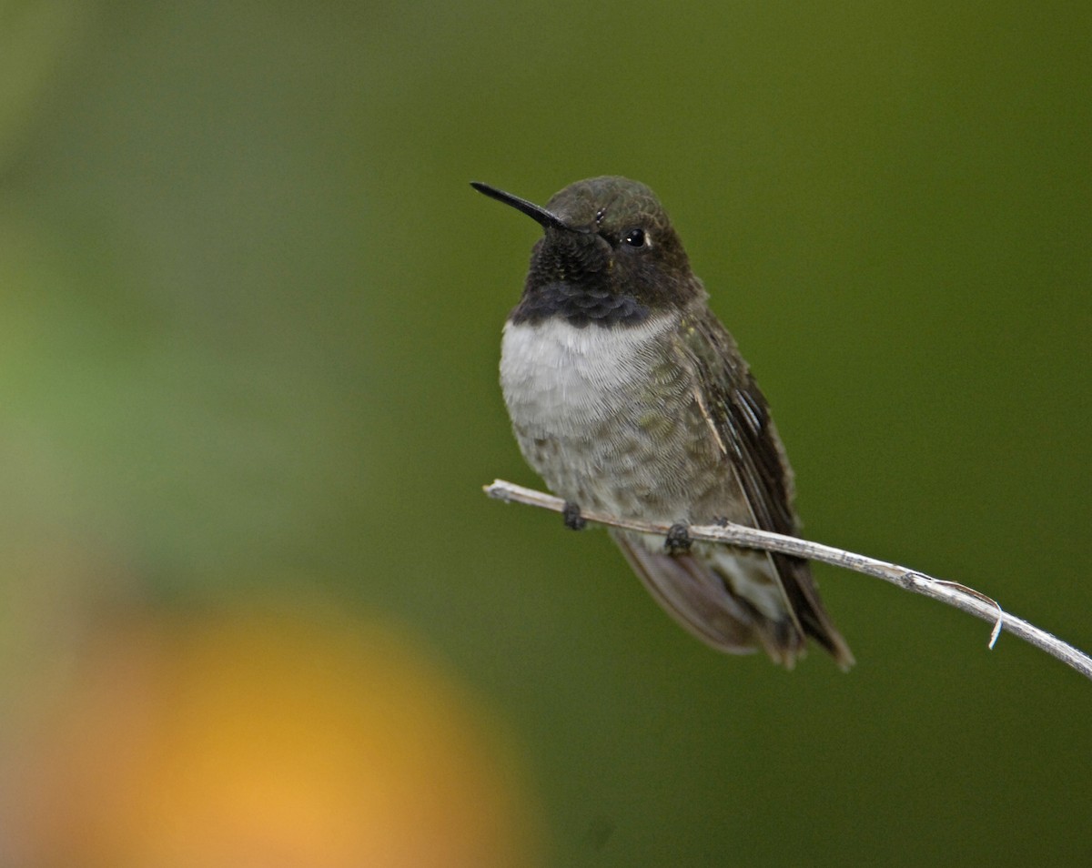 Black-chinned Hummingbird - Bill Schmoker