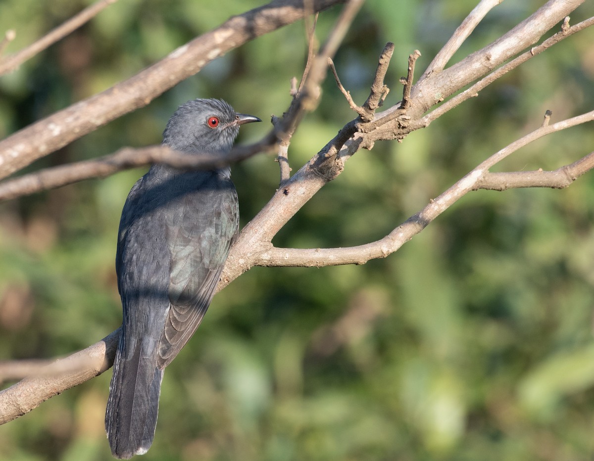 Gray-bellied Cuckoo - ML223539721
