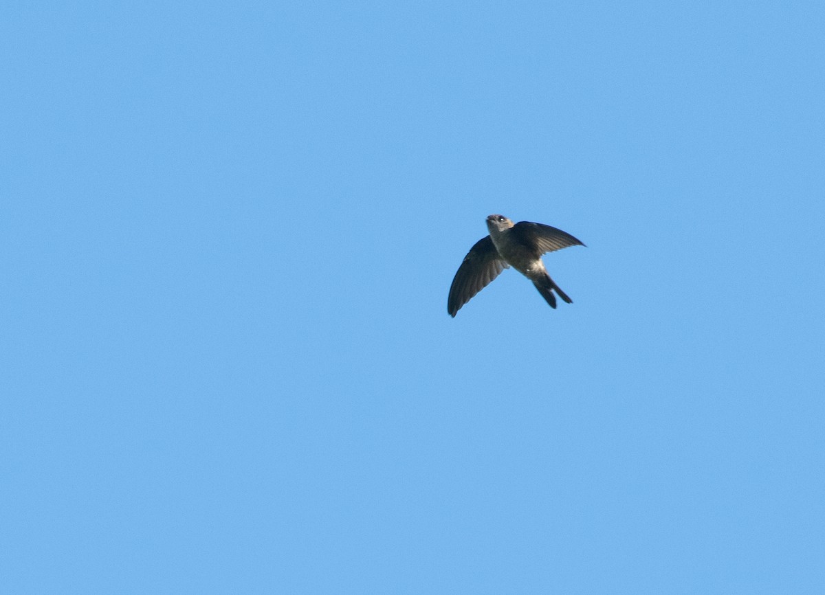 Indian Swiftlet - ML223539741