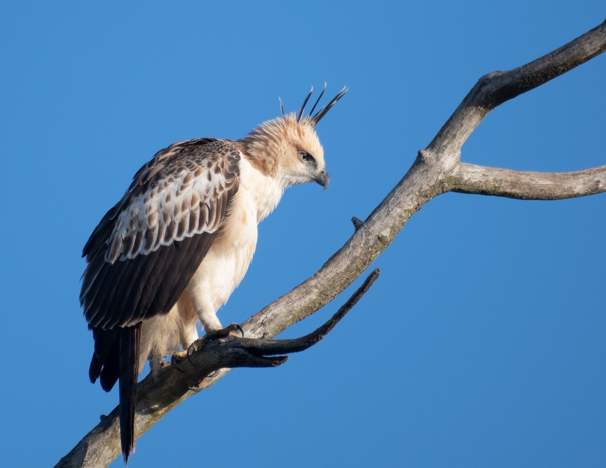 Changeable Hawk-Eagle (Crested) - ML223540471
