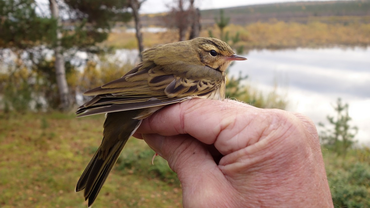 Olive-backed Pipit - ML223540551