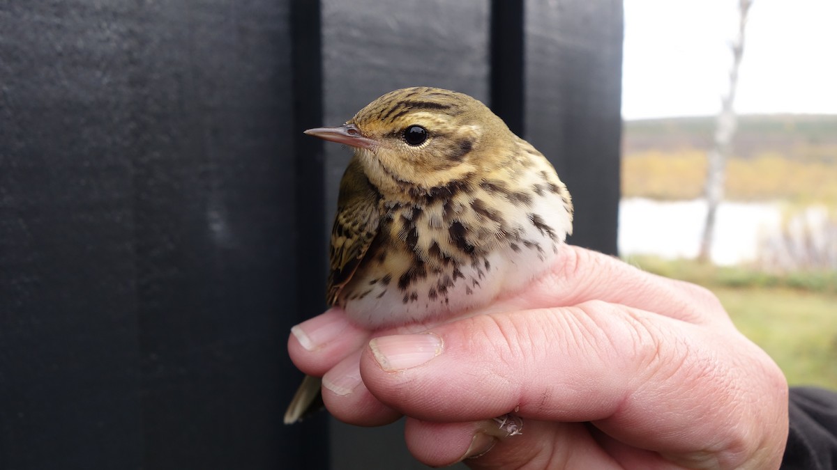 Olive-backed Pipit - ML223540561