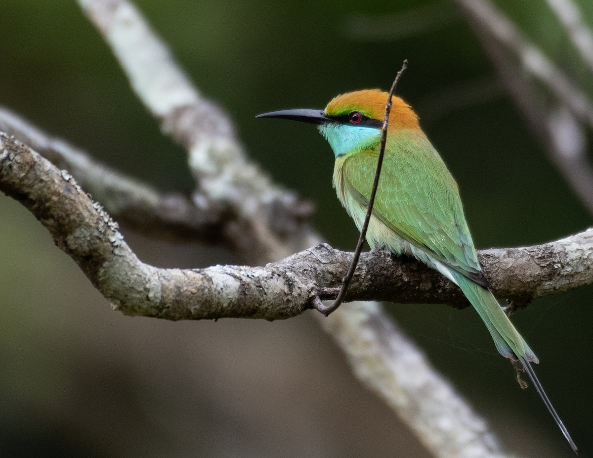 Asian Green Bee-eater - ML223540661