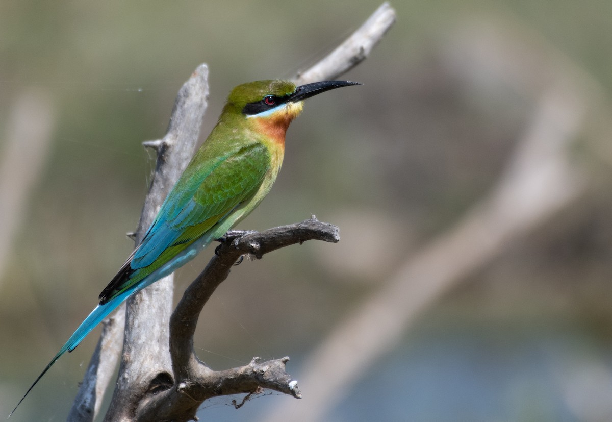 Blue-tailed Bee-eater - ML223540711