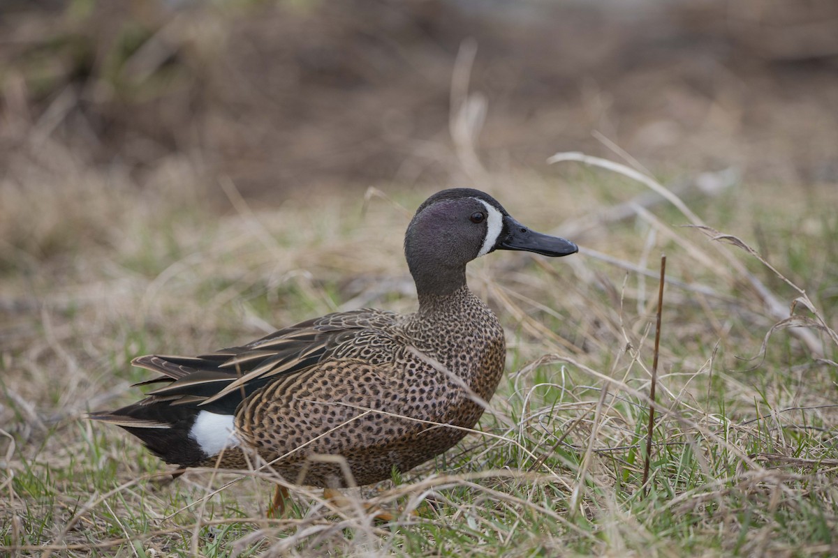 Blue-winged Teal - ML223540721