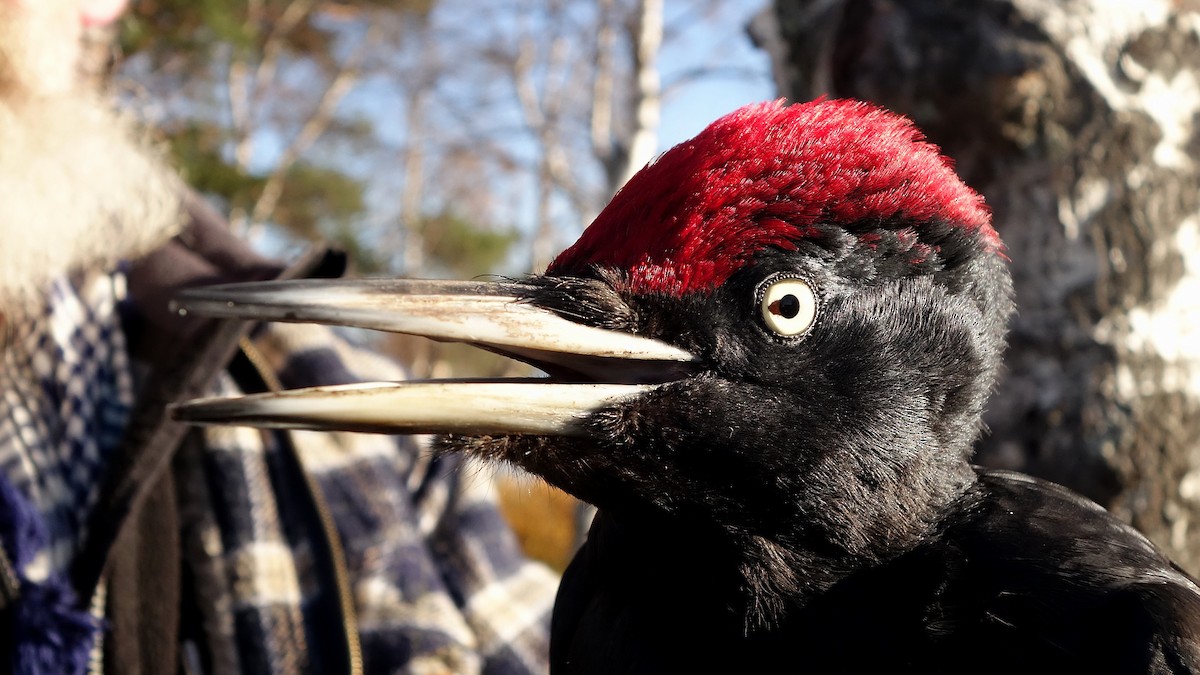 Black Woodpecker - Craig Reed