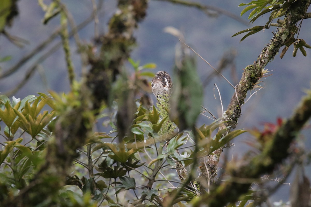 Andean Potoo - ML223543391
