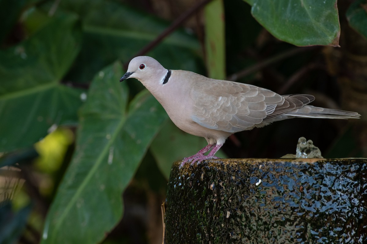 Eurasian Collared-Dove - Homer Gardin