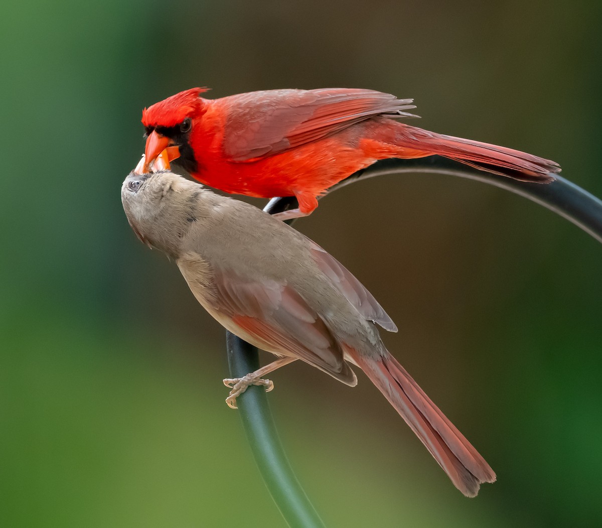 Northern Cardinal - Homer Gardin