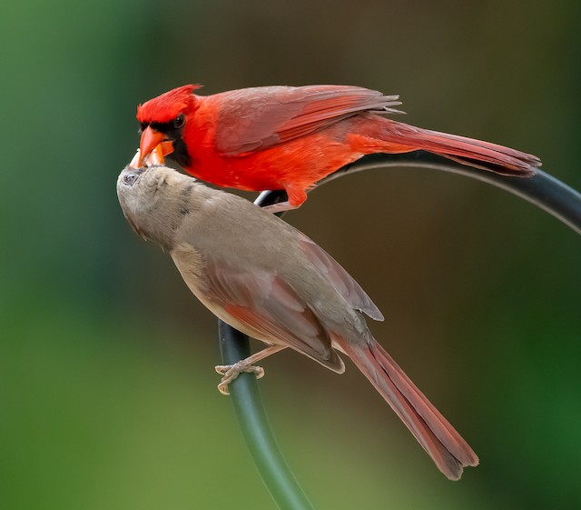 Male Northern Cardinal courtship feeding female. - Northern Cardinal - 