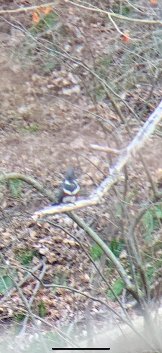 Belted Kingfisher - ML223551991