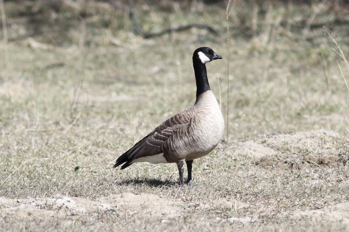 Cackling Goose - Tom Beeke