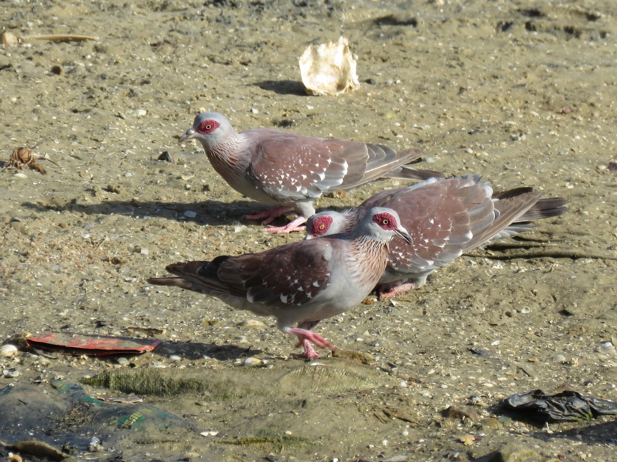Speckled Pigeon - ML223562481
