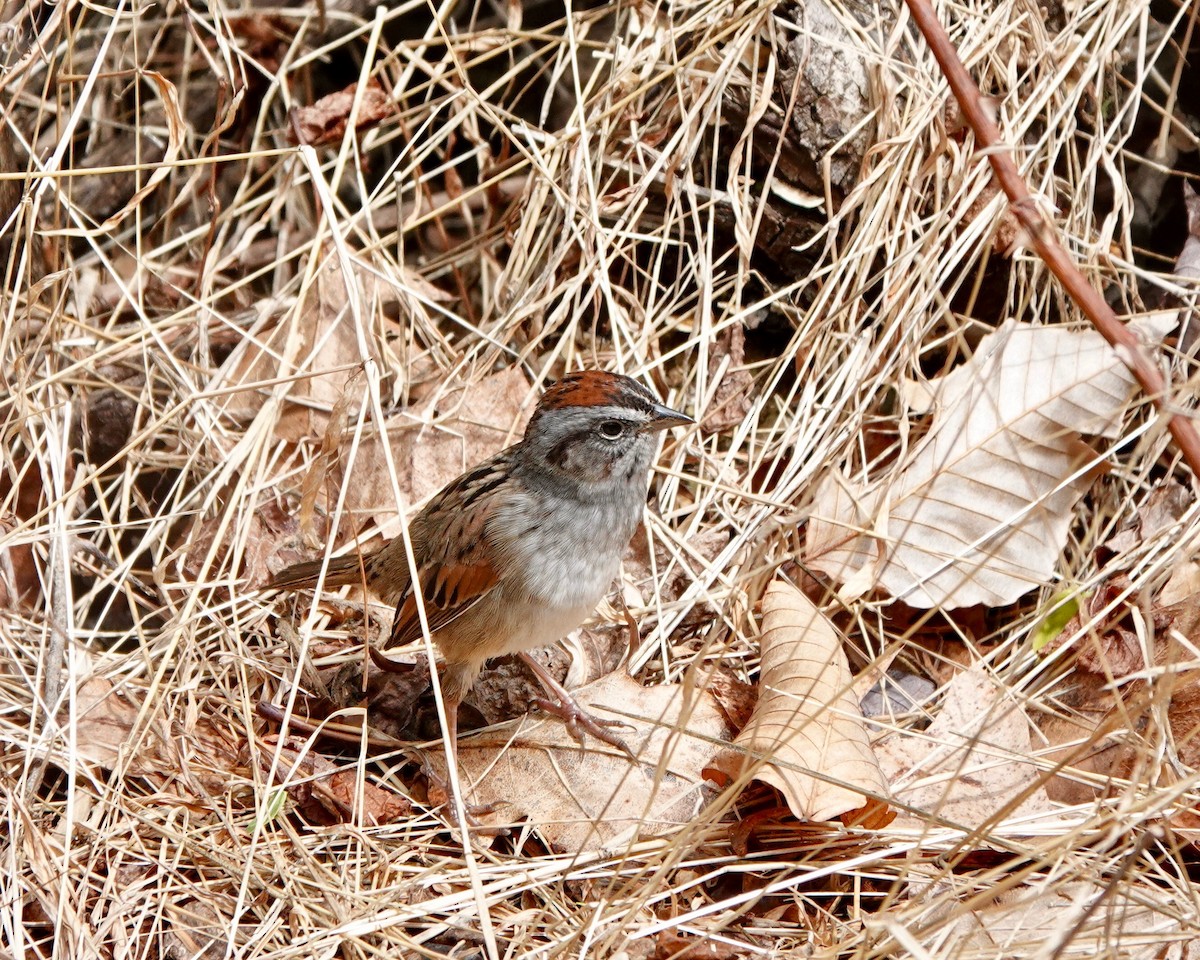 Swamp Sparrow - ML223564011
