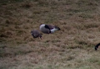 Greater White-fronted Goose, ML22356461