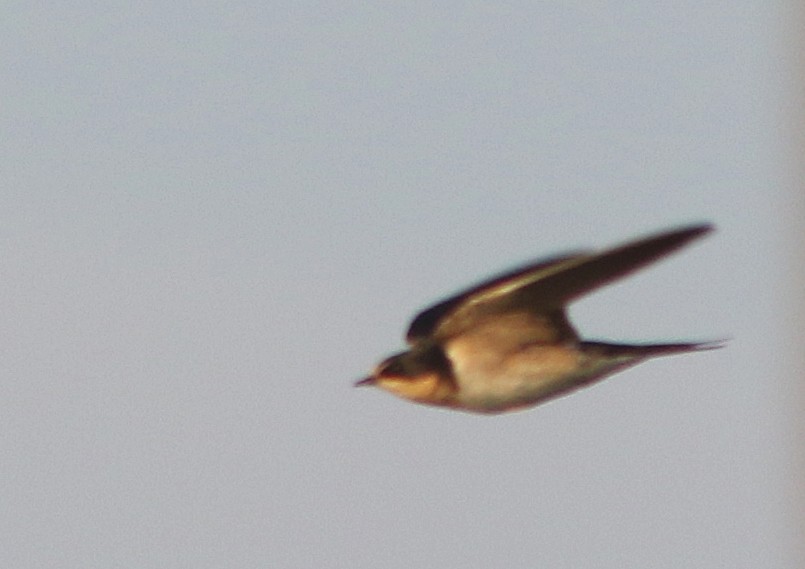 Barn Swallow (American) - ML223568881