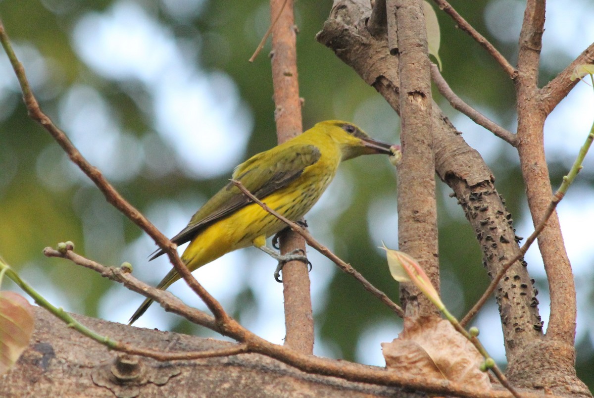 Indian Golden Oriole - ML223570161