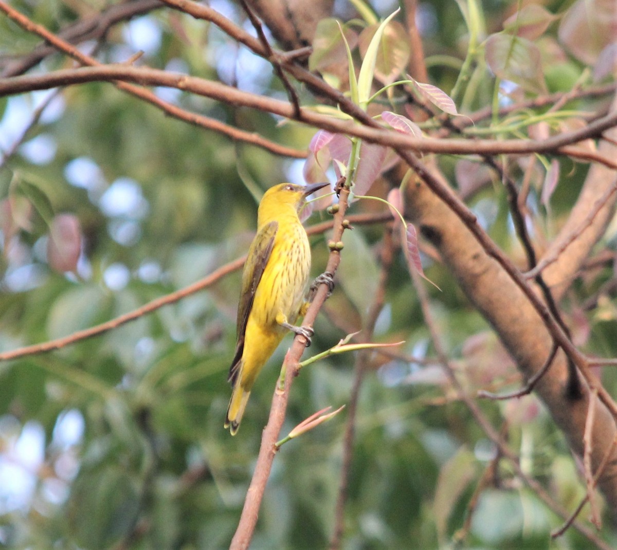 Indian Golden Oriole - ML223570521