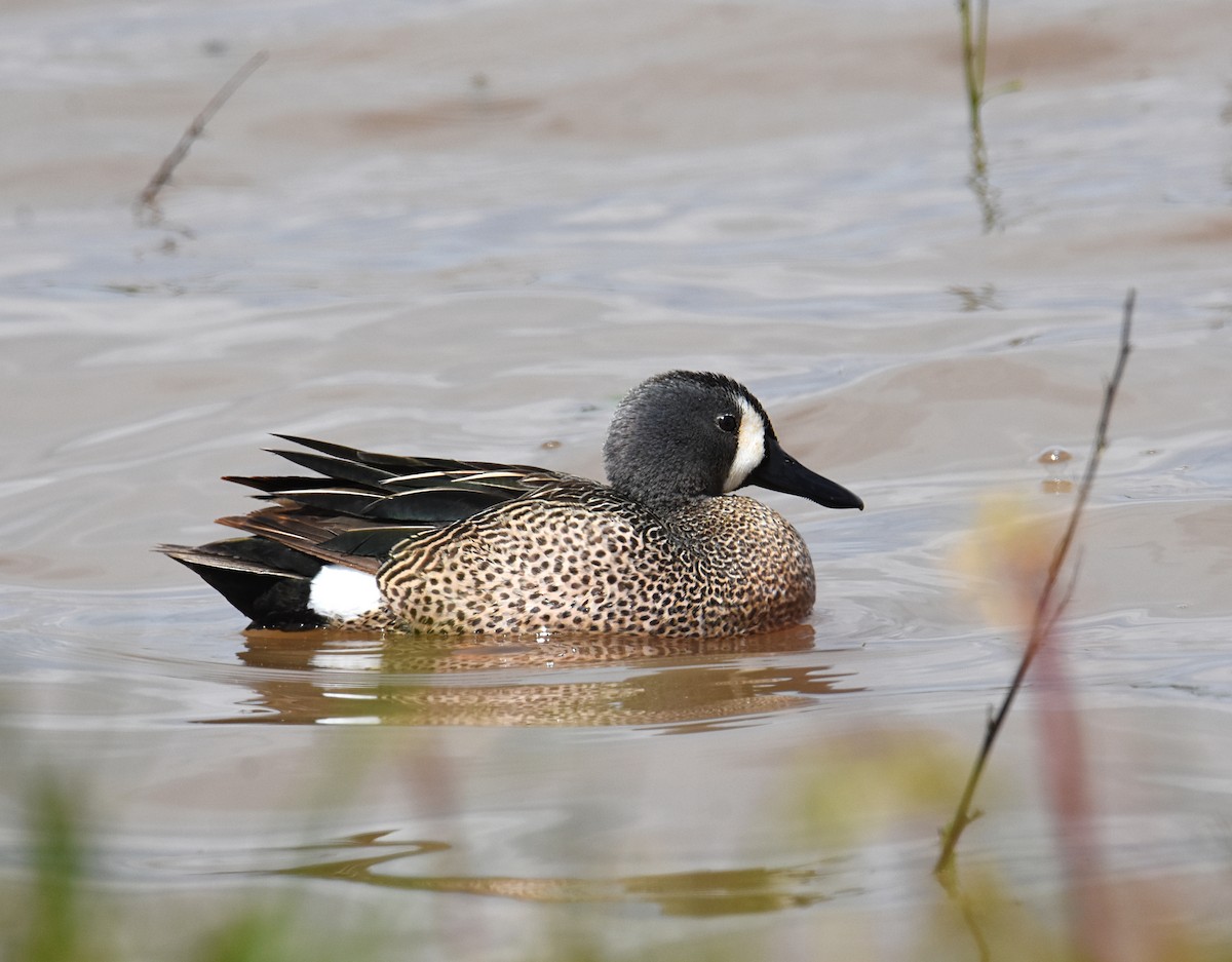 Blue-winged Teal - ML223572141