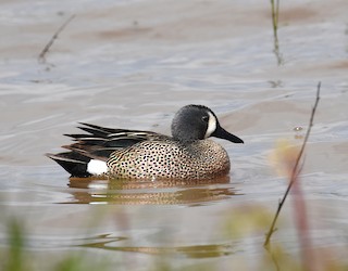 Blue-winged Teal, ML223572141