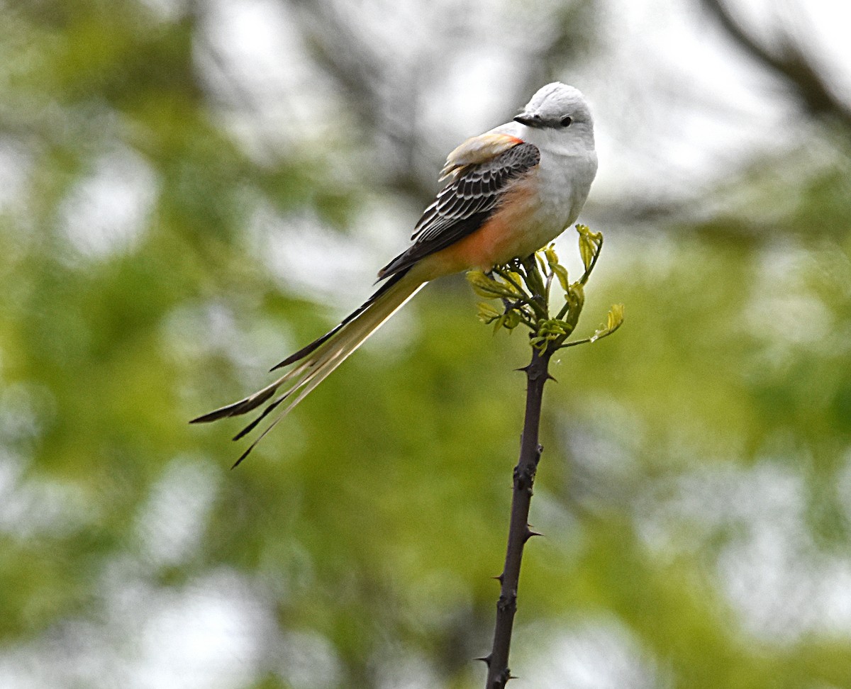 Scissor-tailed Flycatcher - Glenn Wyatt