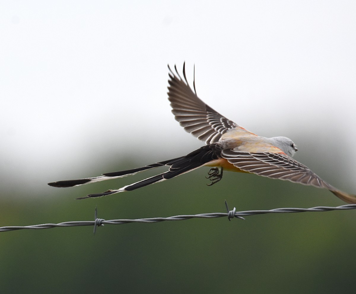 Scissor-tailed Flycatcher - ML223572791
