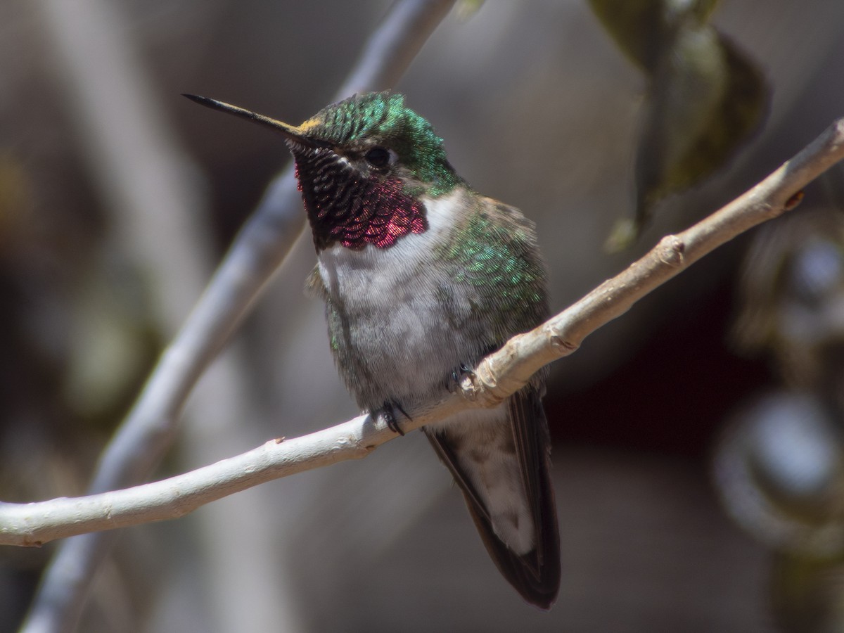 Broad-tailed Hummingbird - Glenn Kincaid