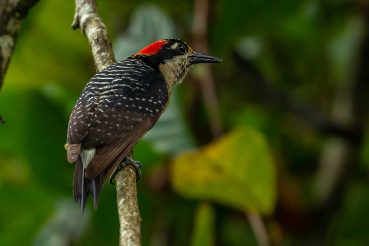 Black-cheeked Woodpecker - ML223577331