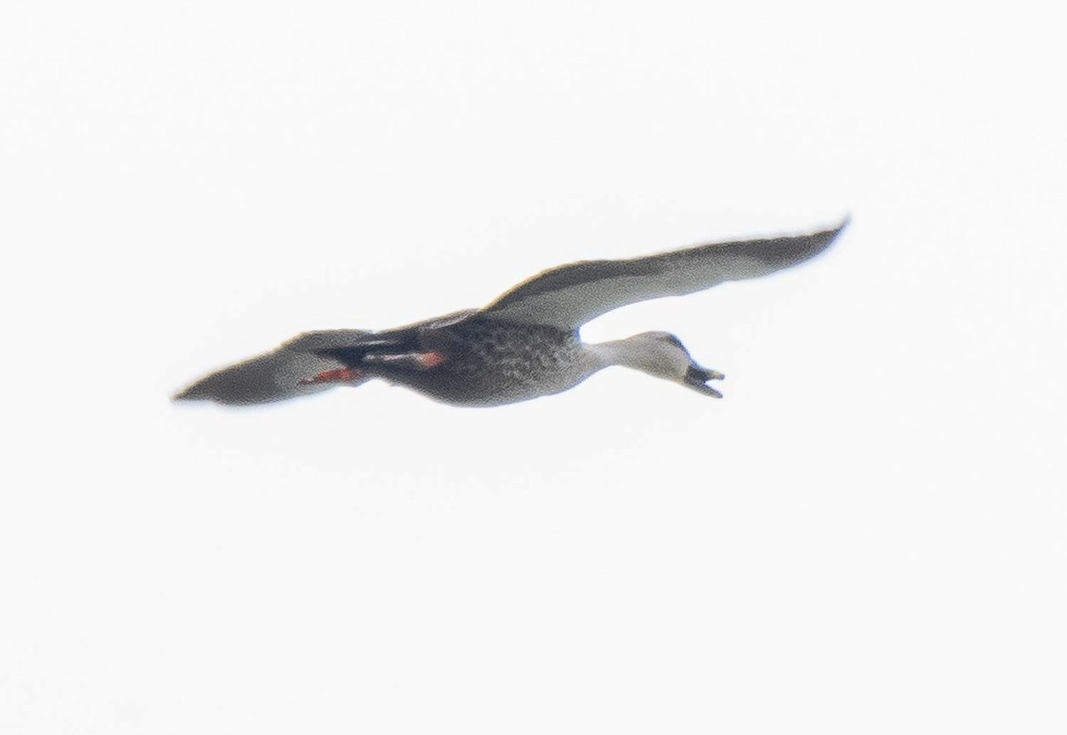 Indian Spot-billed Duck - ML223579101
