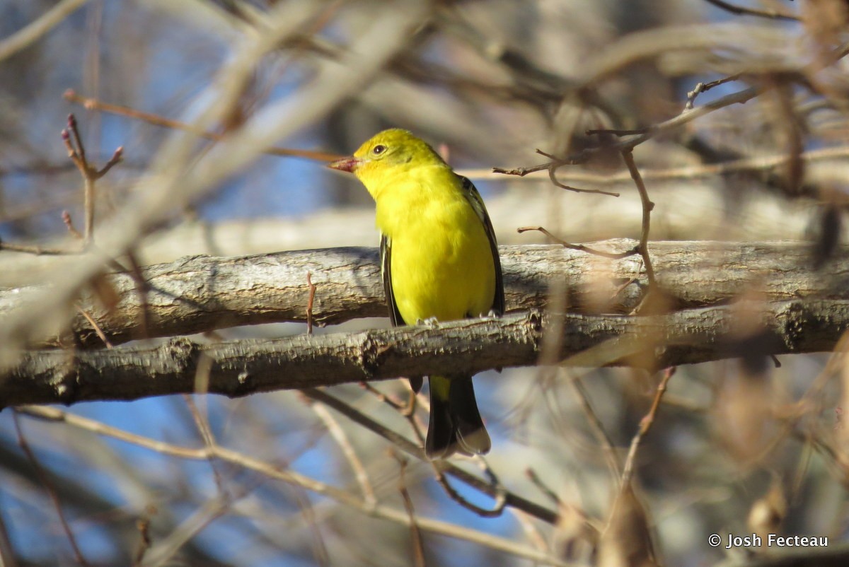 Western Tanager - ML22358501