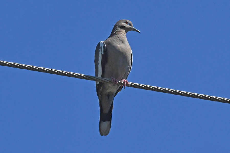 White-winged Dove - ML223585991