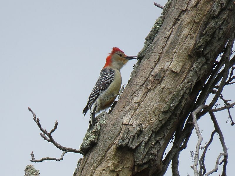Red-bellied Woodpecker - ML223586461