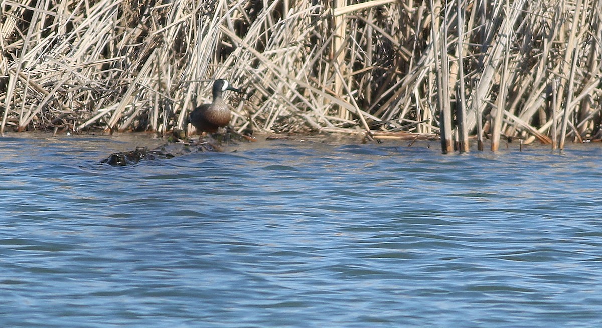 Blue-winged Teal - ML223587991