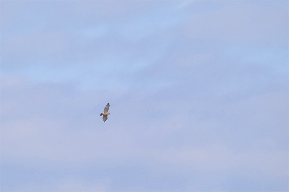 Red-tailed Hawk - ML223589481