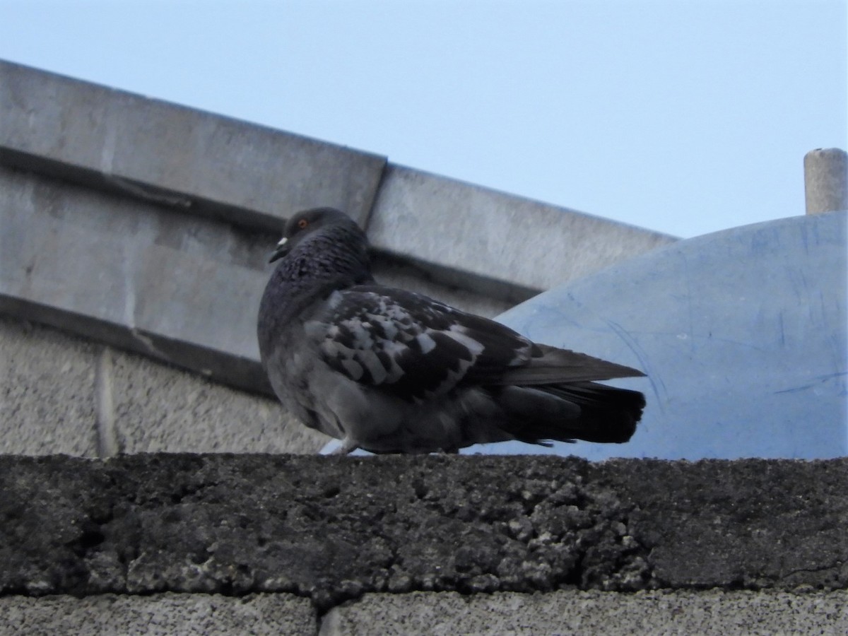 Rock Pigeon (Feral Pigeon) - ML223590381
