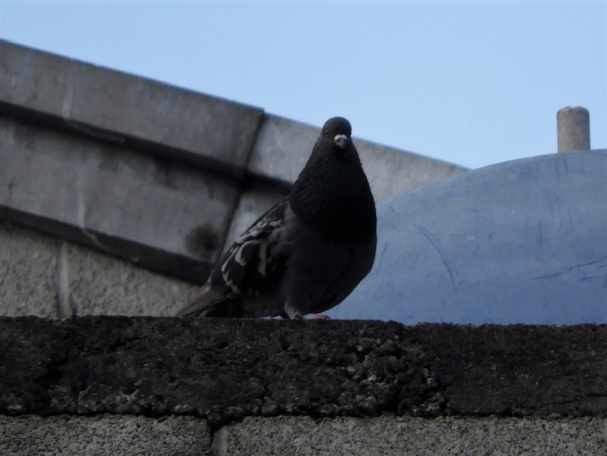 Rock Pigeon (Feral Pigeon) - ML223590391