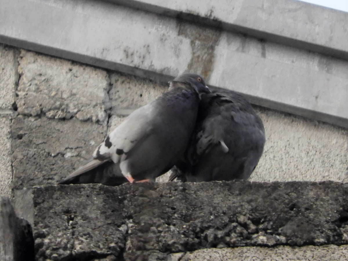 Rock Pigeon (Feral Pigeon) - ML223590411