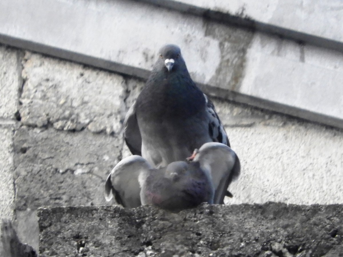 Rock Pigeon (Feral Pigeon) - ML223590471
