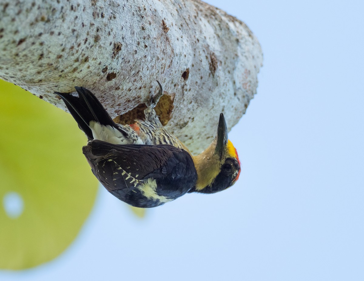 Golden-naped Woodpecker - ML223591161