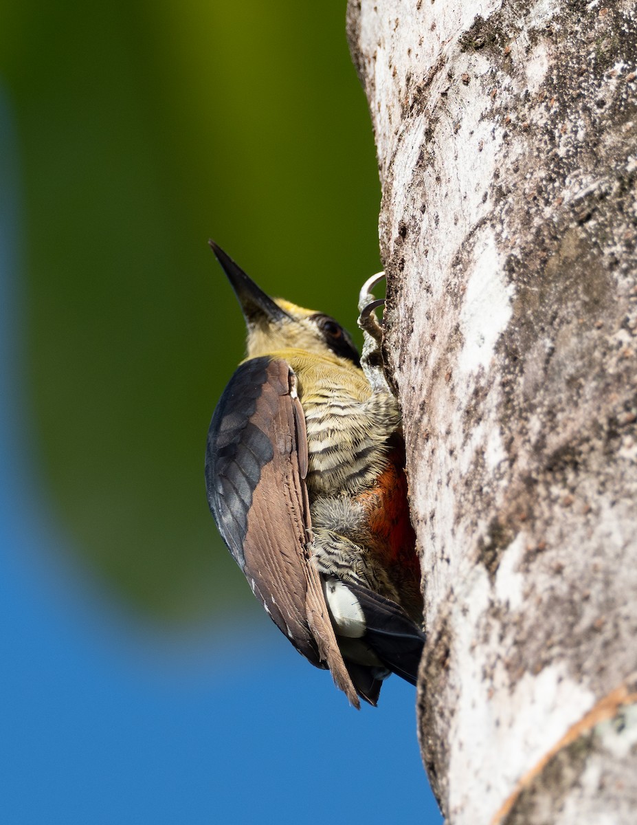 Golden-naped Woodpecker - ML223591221